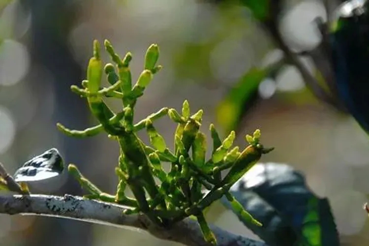 什么是螃蟹腳？茶界的螃蟹腳可能和你想的不一樣！