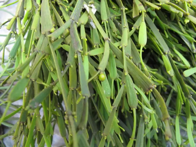 普洱茶中的“螃蟹腳”，到底是什么？如何辨別？