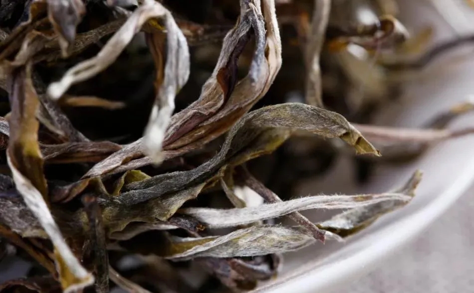 普洱茶樹生長的海拔越高，品質(zhì)就越好嗎？