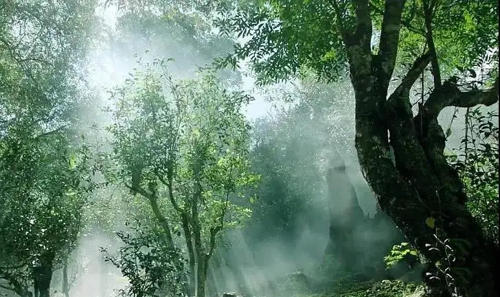 獨(dú)有神韻的瀾滄景邁古樹茶！