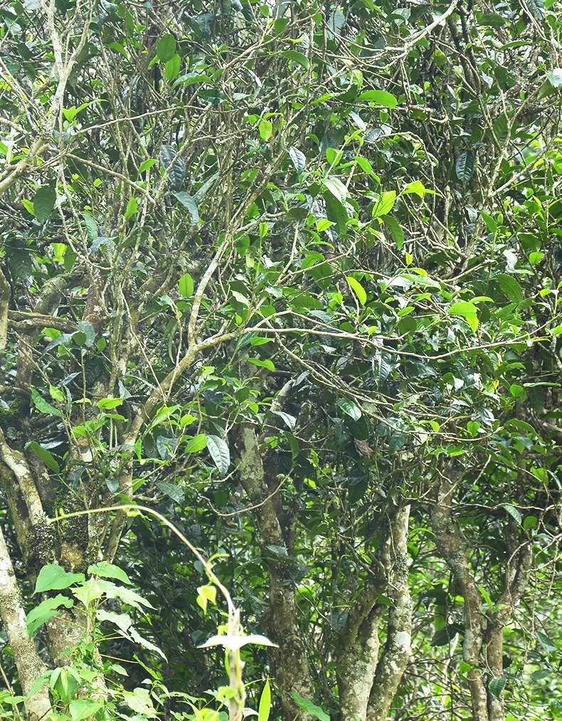 香竹箐：千年的觸摸，穿越時(shí)空的證明