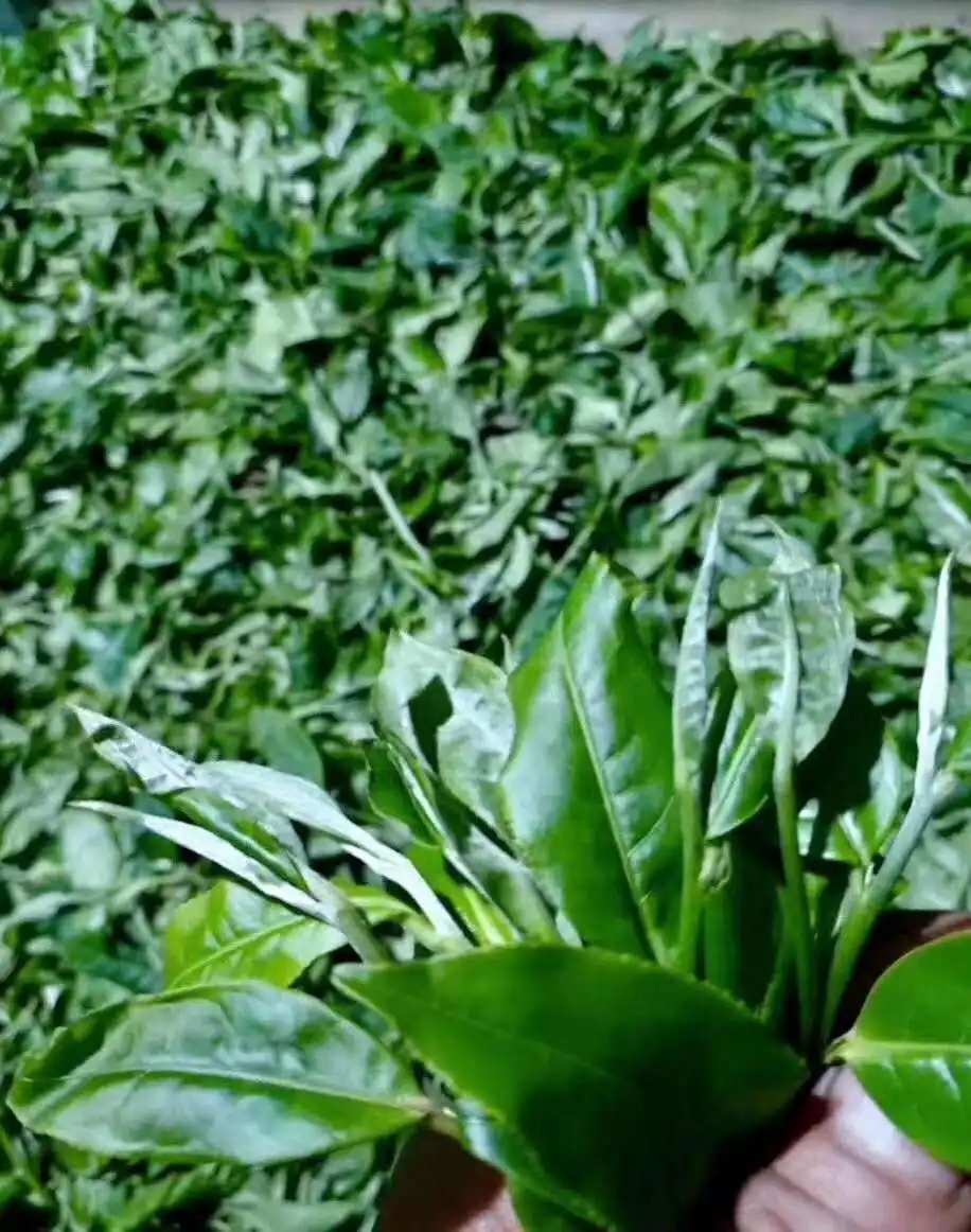 【答疑解惑】關(guān)于勐庫(kù)大葉種，你了解多少？