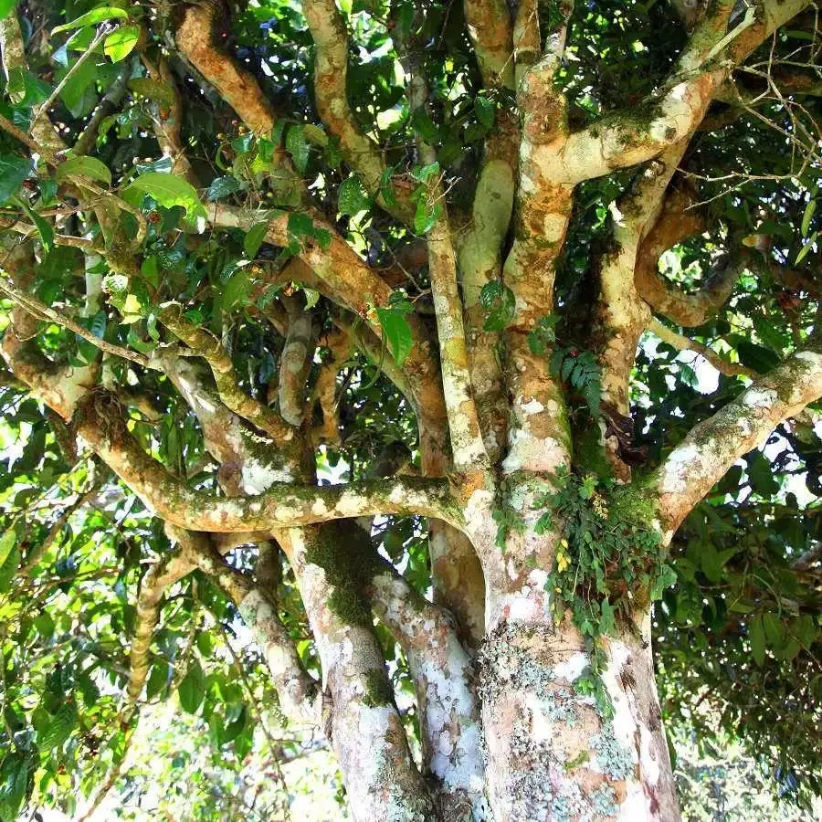 來自易武秘境的至味臻品！氣韻強勁，余韻深邃，一口喚醒你的味蕾~