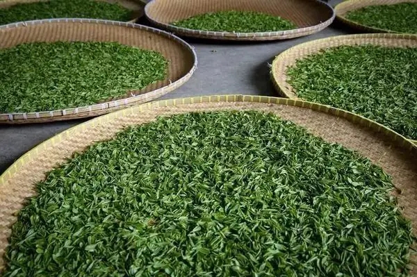 傳統(tǒng)普洱茶殺青工藝原理，專家們是這樣說的