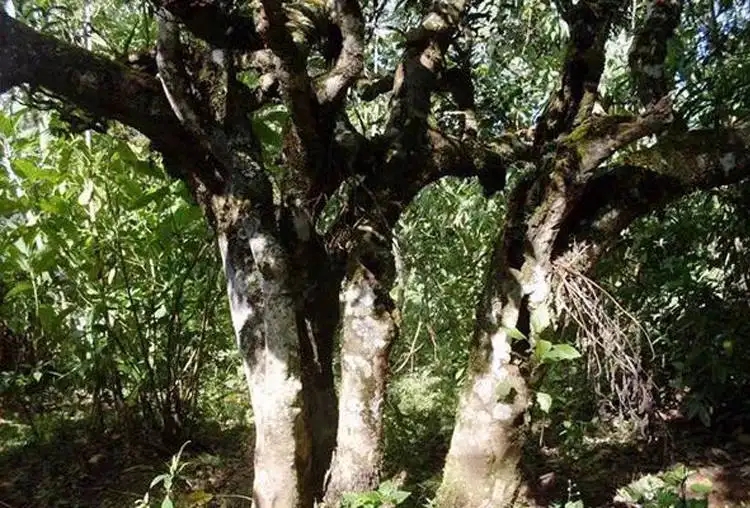 揭秘|云南省古樹茶面積與產(chǎn)量