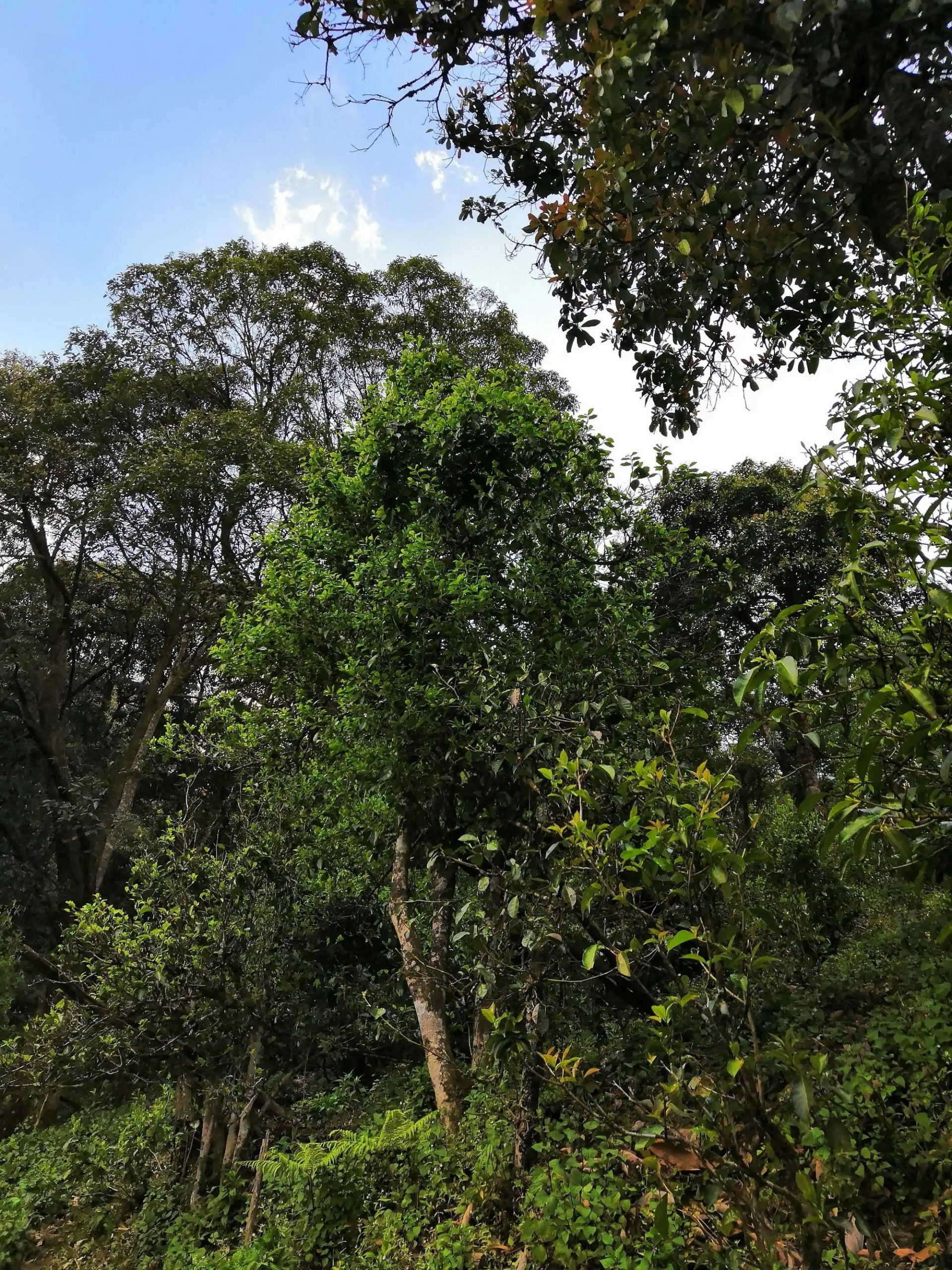 古樹茶的市場(chǎng)，未來該如何發(fā)展？