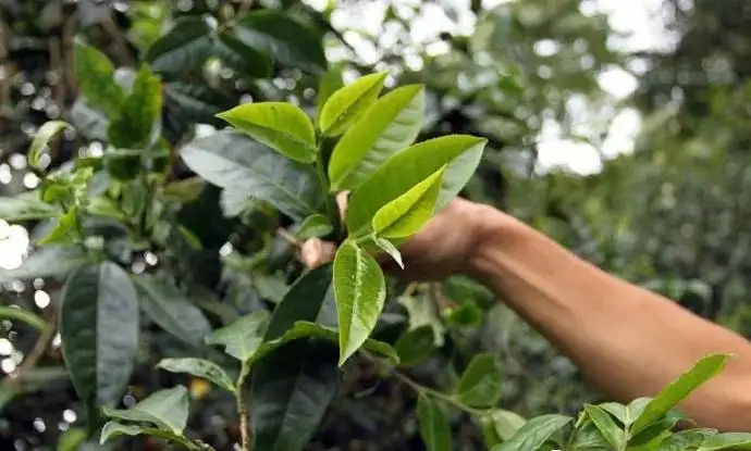 云南大葉種和小葉種是一個品種嗎？兩者有何優(yōu)勢？