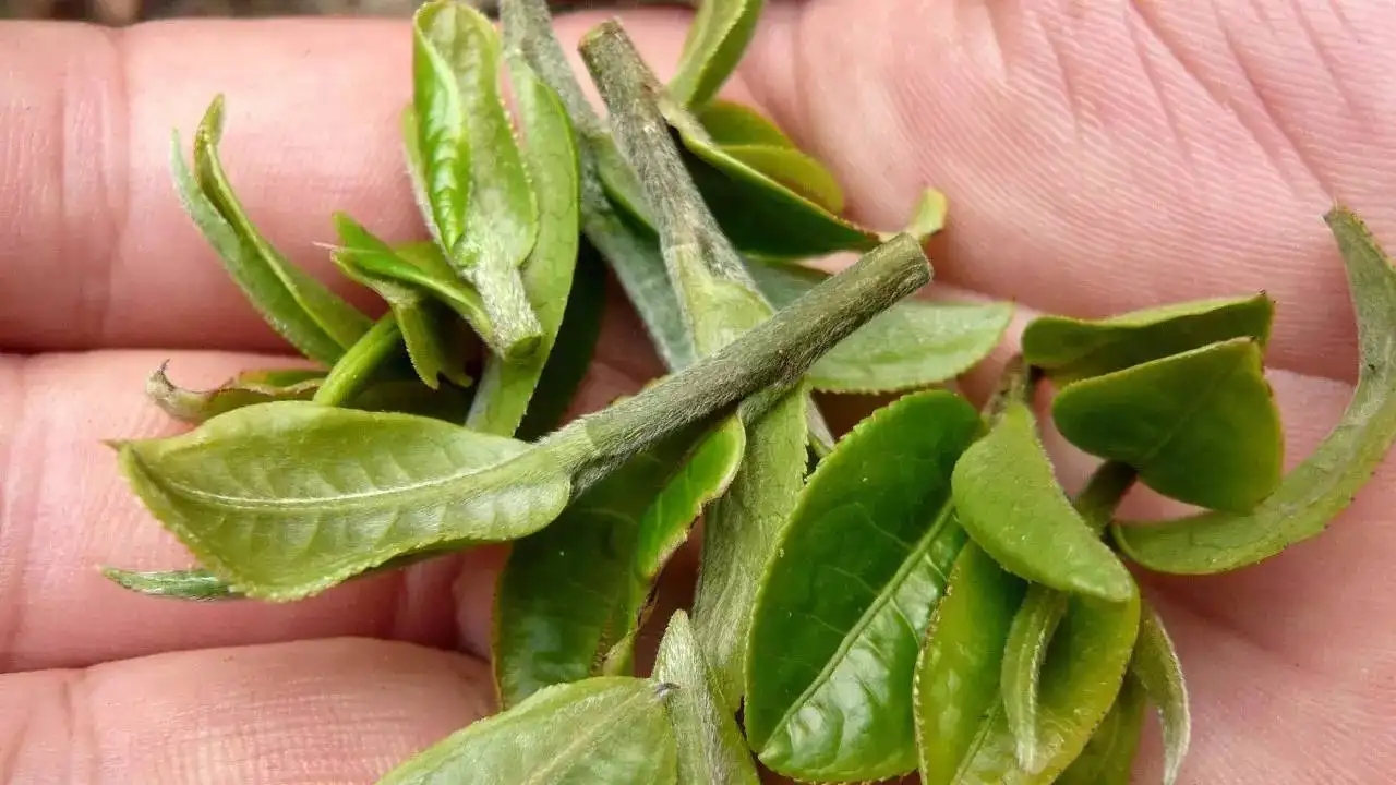 云南大葉種曬青毛茶，是什么茶？