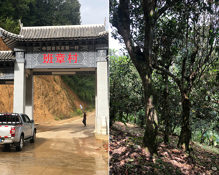 2023年新班章古樹春茶品質(zhì)怎么樣？