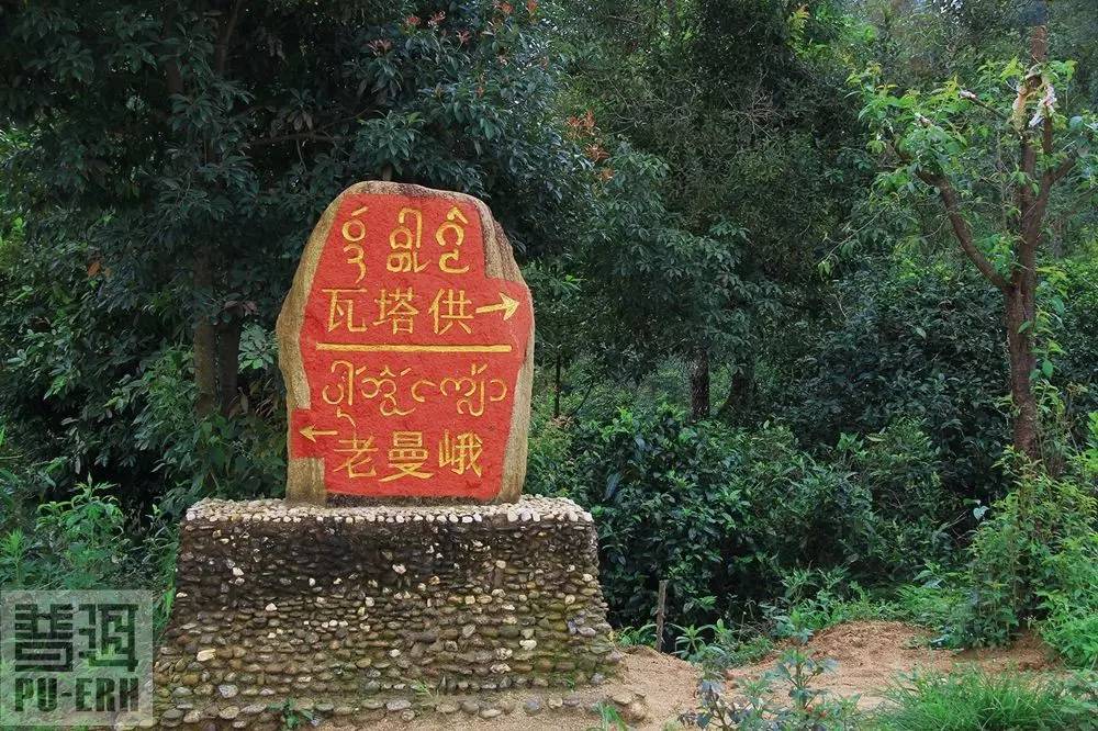 2023年老曼峨古樹(shù)春茶特點(diǎn)是什么？