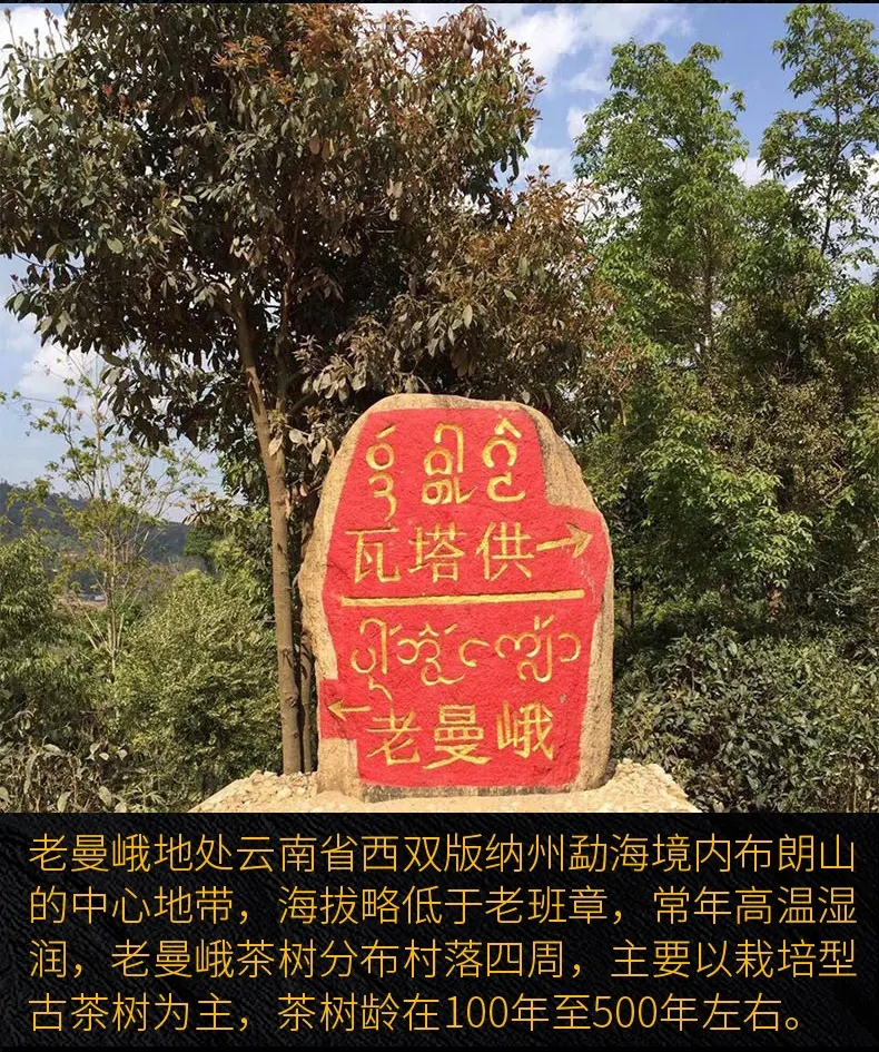 2023年老曼峨古樹春茶口感？