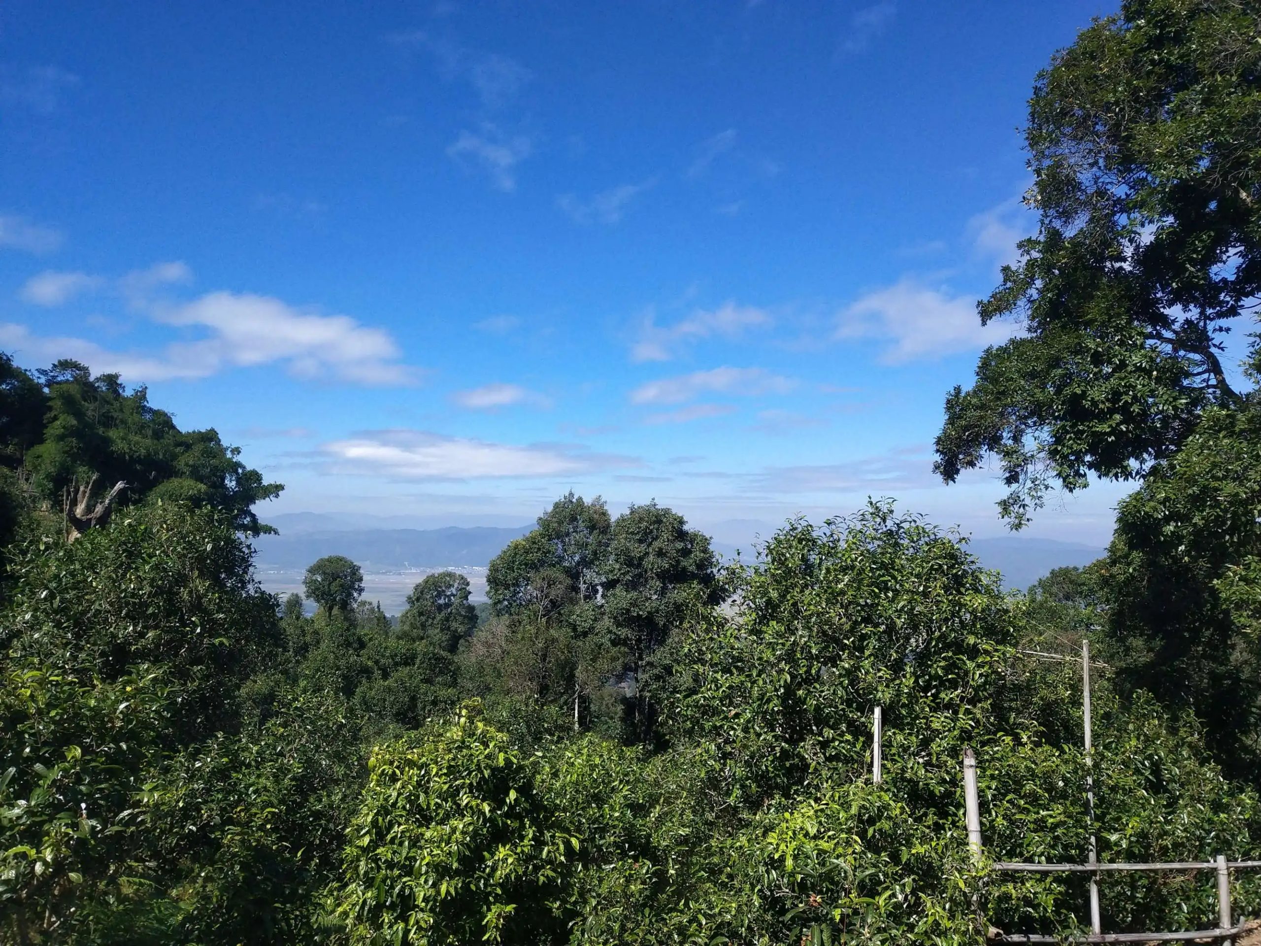 2023年廣別老寨古樹(shù)春茶特點(diǎn)是什么？