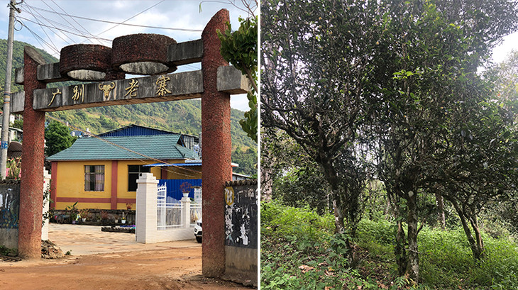 2023年廣別老寨古樹春茶多少錢一公斤？