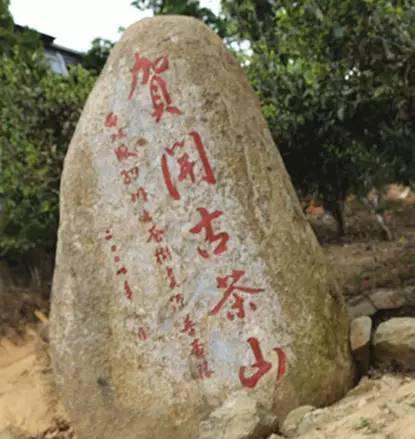 2023年賀開(kāi)古樹(shù)春茶品質(zhì)如何？