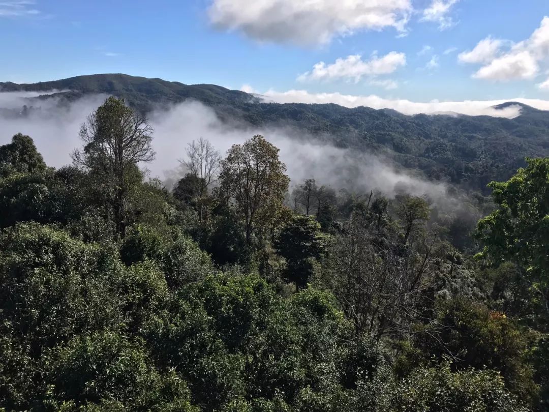 2023年賀開(kāi)古樹(shù)春茶特點(diǎn)是什么？