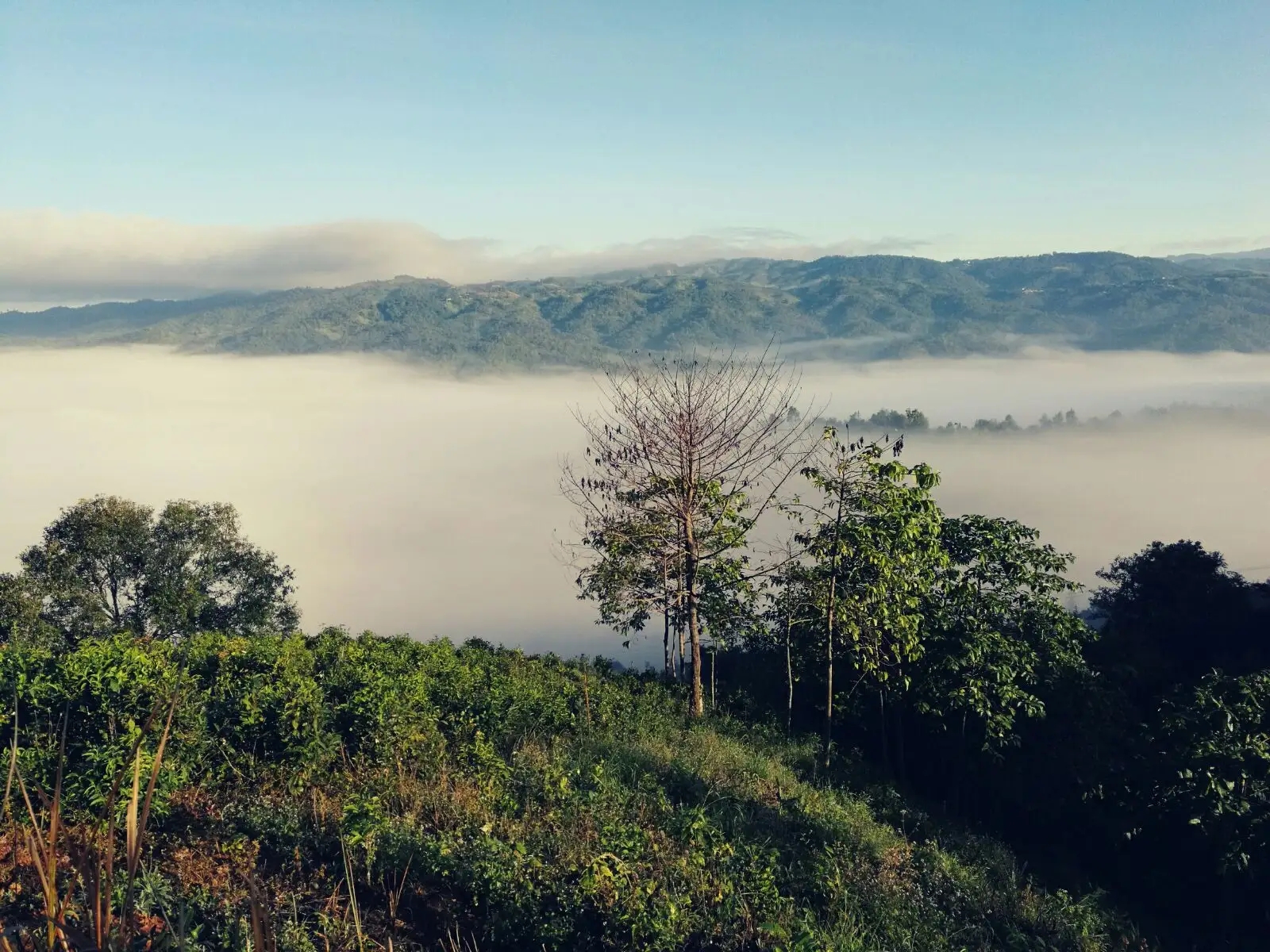 2023年賀開(kāi)古樹(shù)春茶價(jià)格是多少？