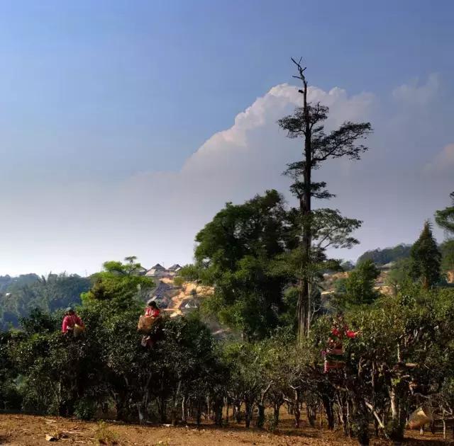 2023年賀開(kāi)古樹(shù)春茶多少錢(qián)一公斤？