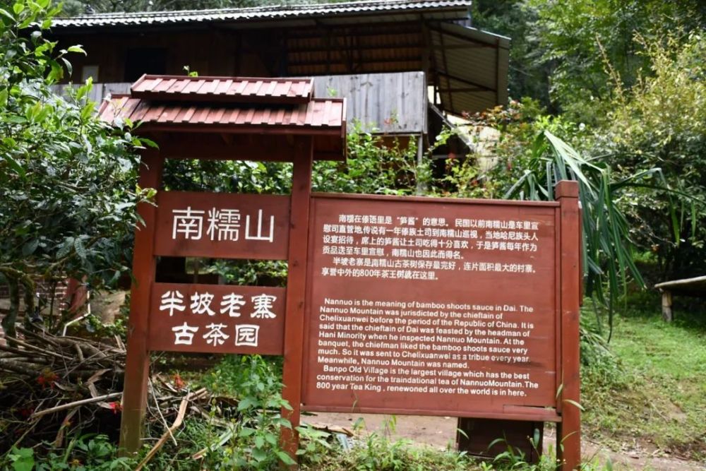 2023年半坡老寨古樹(shù)春茶口感是什么？