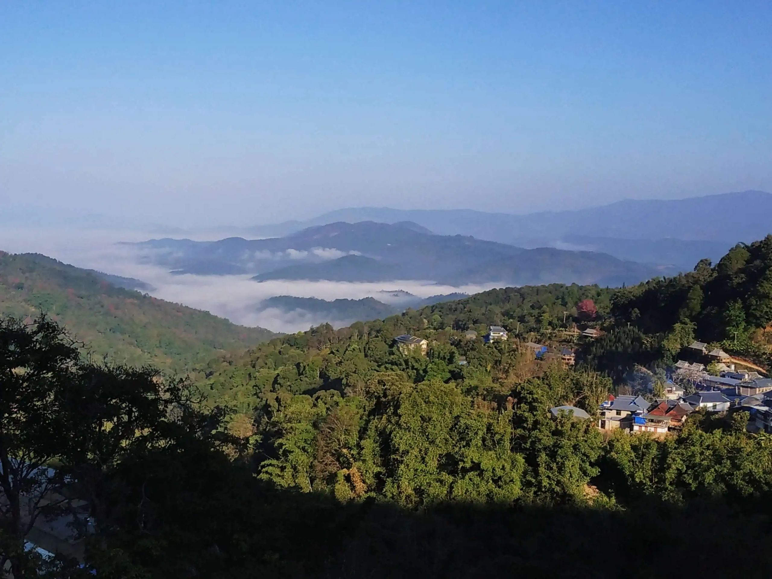 2023年南糯山古樹春茶口感如何？