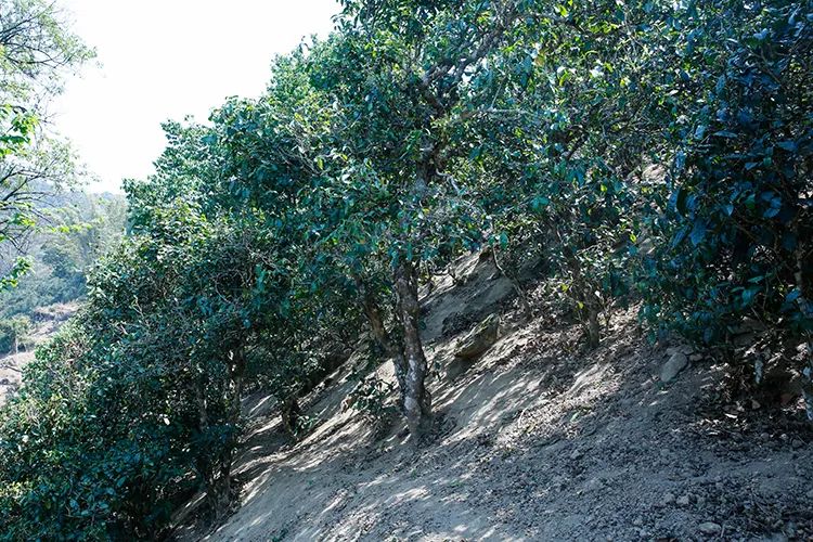 2023年那卡古樹春茶價(jià)格是多少？