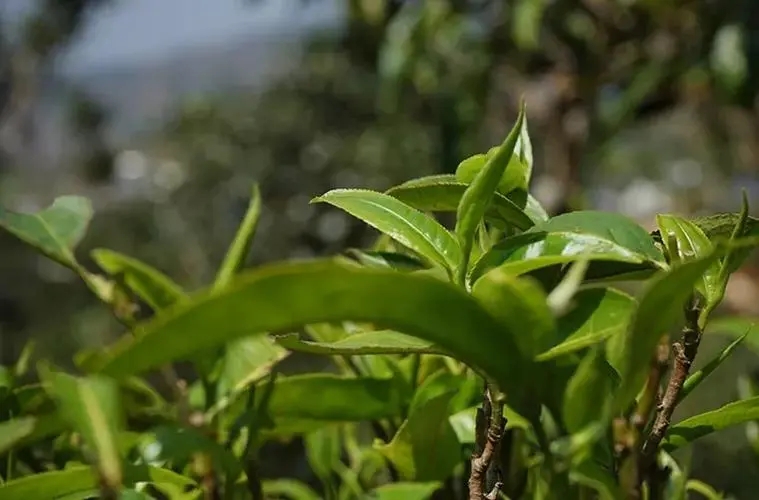 2023年那卡古樹春茶多少錢一公斤？