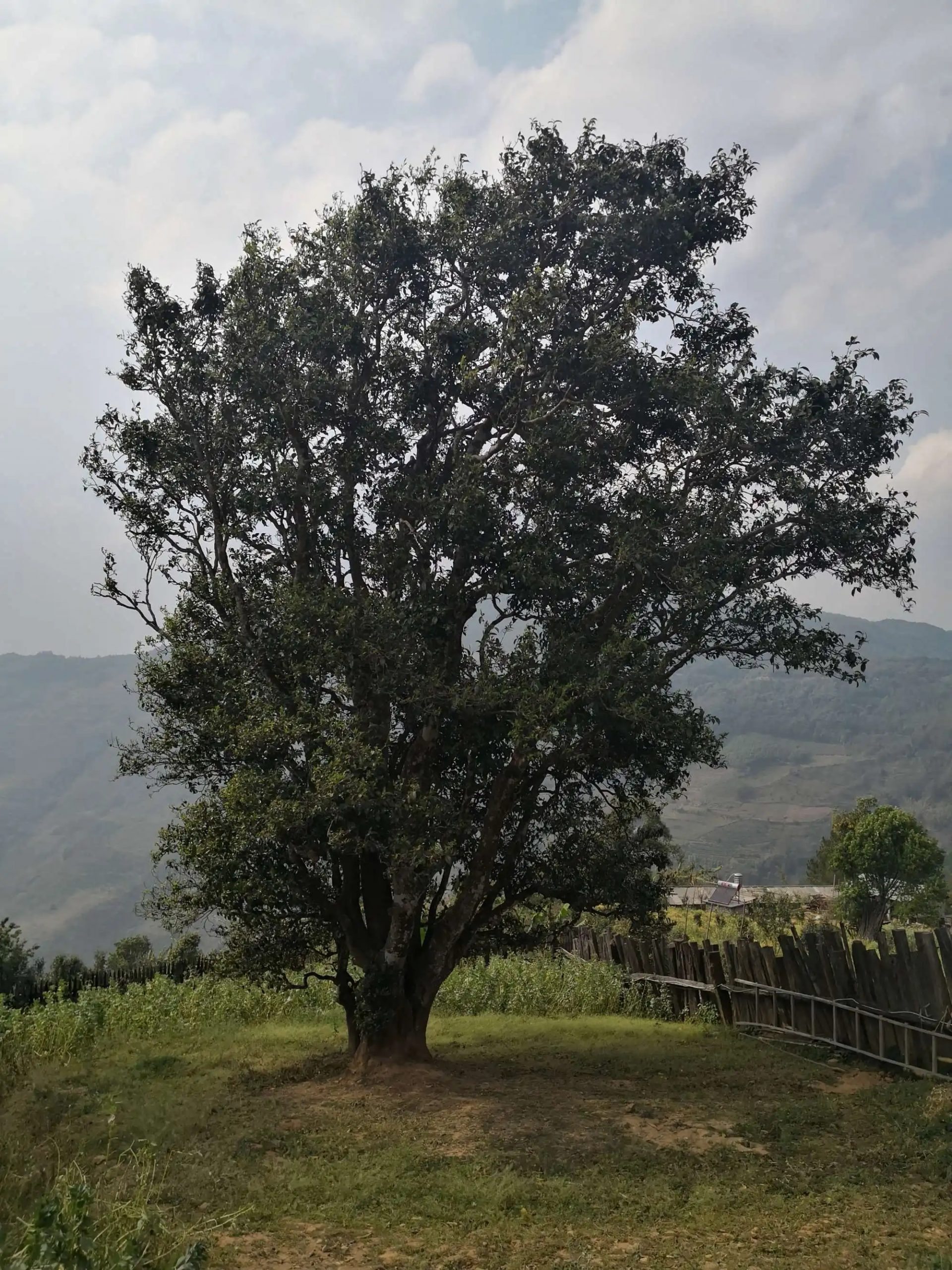 2023年邦崴古樹春茶口感怎么樣？