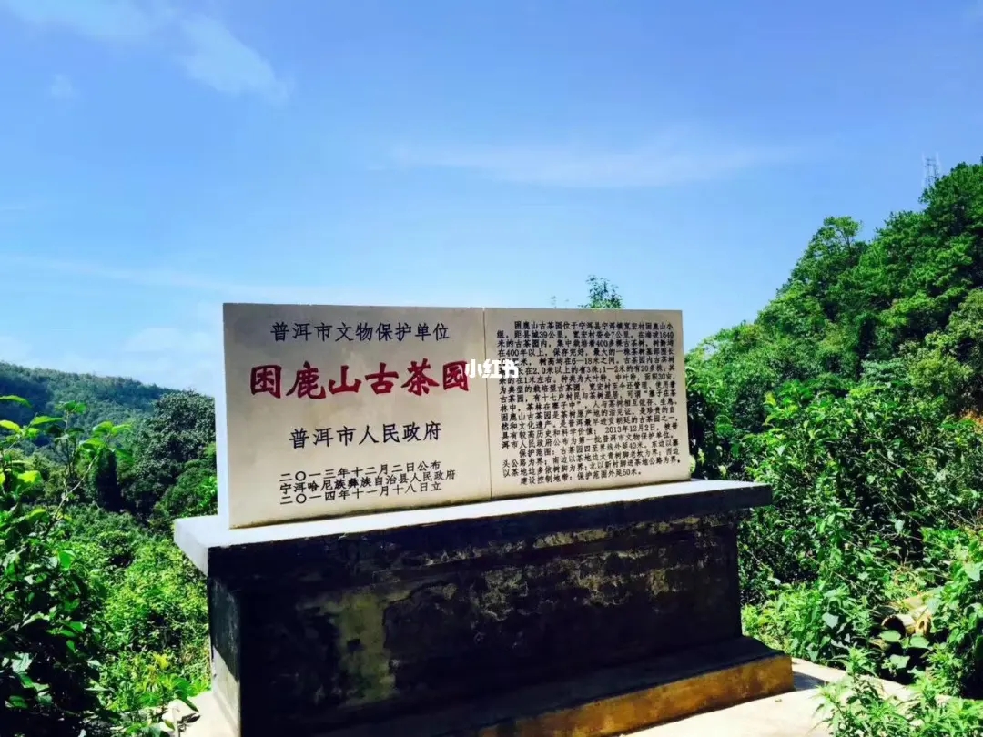 2023年困鹿山古樹春茶特點(diǎn)是什么？