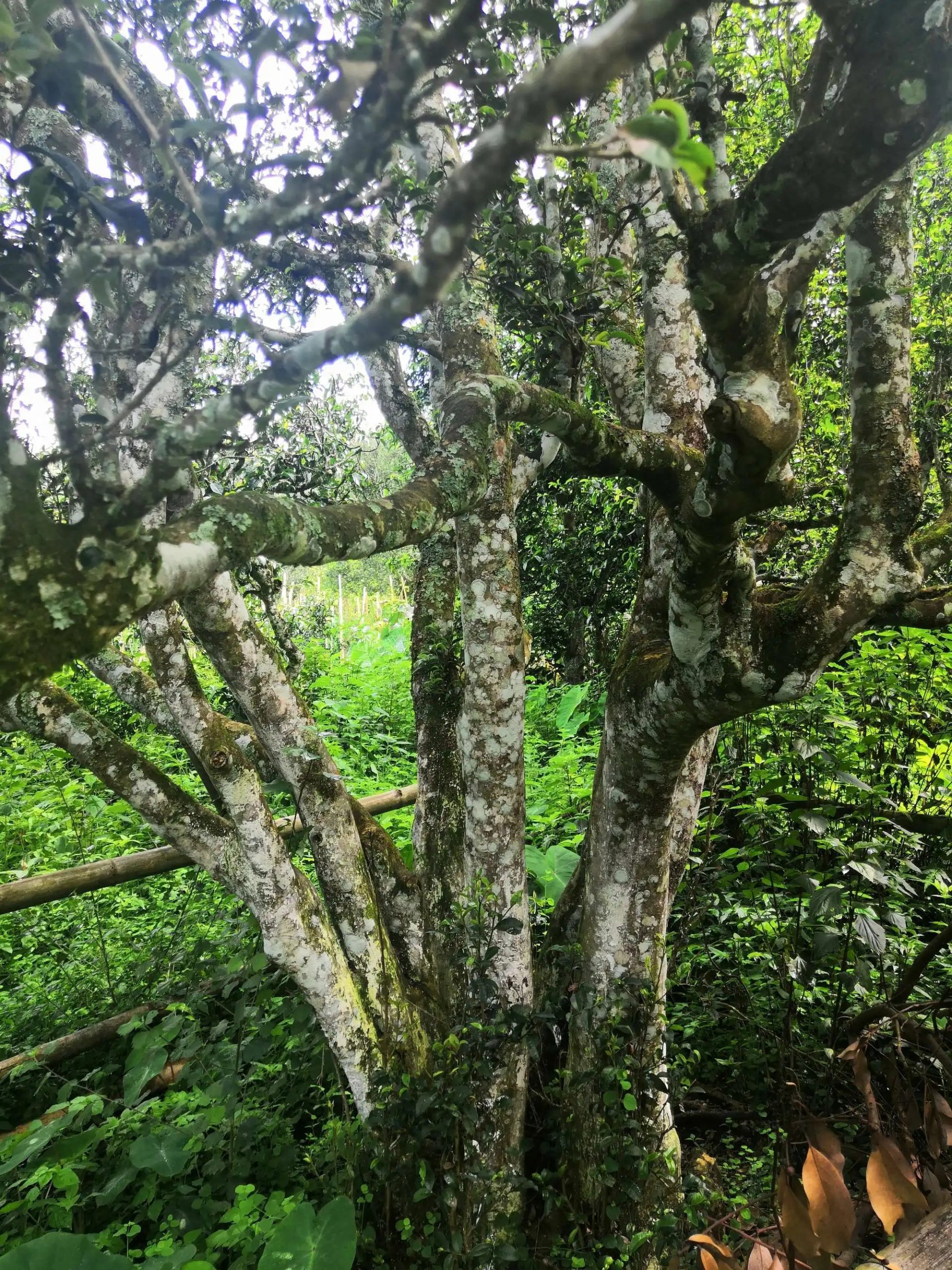 2023年困鹿山古樹春茶多少錢一公斤？