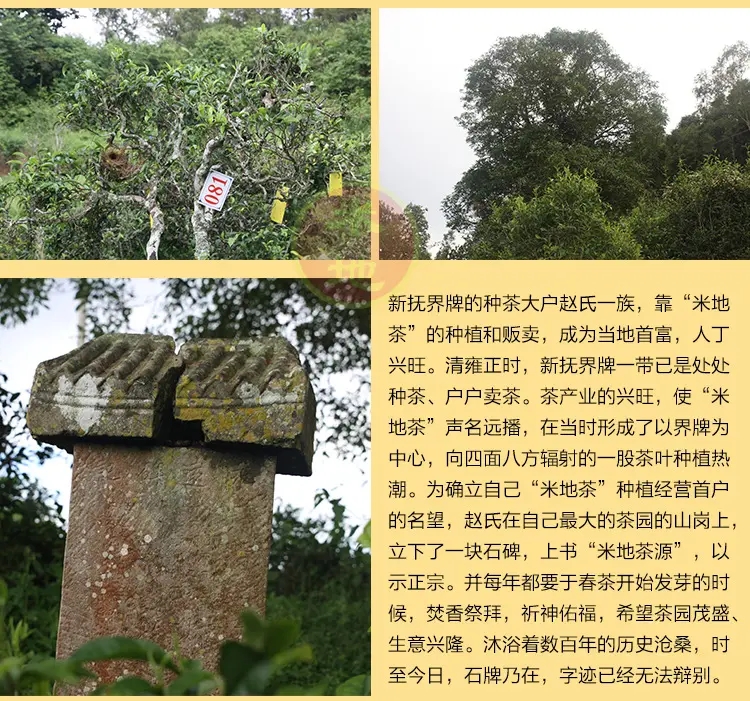 2023迷帝古樹春茶品質(zhì)如何？