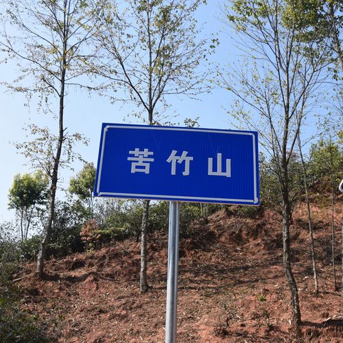 2023年苦竹山古樹春茶品質如何？