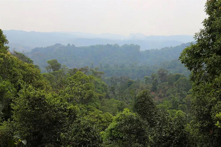 2023苦竹山古樹春茶口感怎么樣？