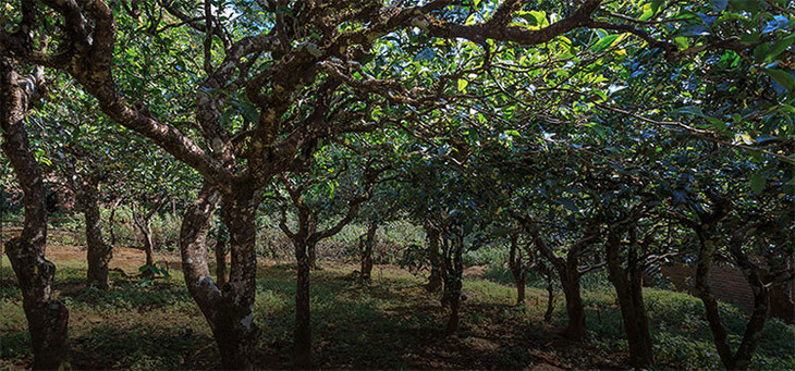 2023年小戶賽古樹春茶品質(zhì)怎么樣？