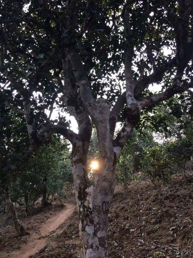 2023小戶賽古樹春茶口感是什么？