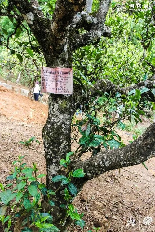 2023年小戶賽古樹春茶特點是什么？