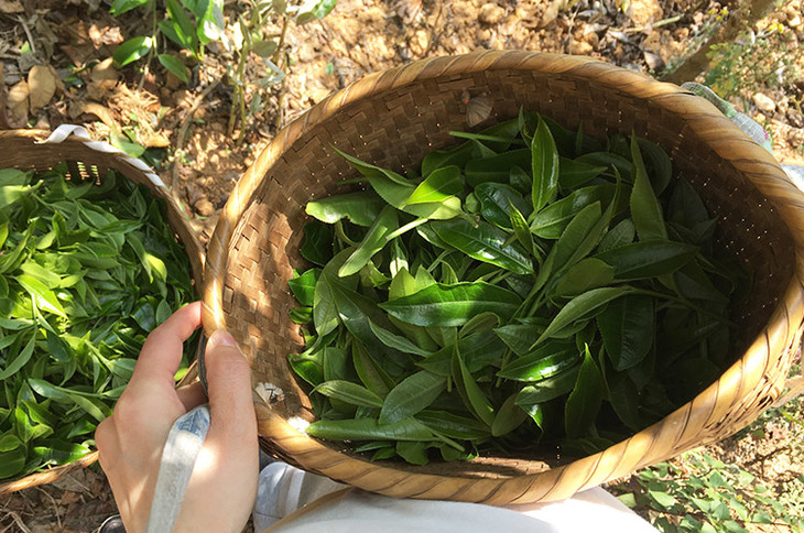 2023小戶賽古樹春茶價格是多少？