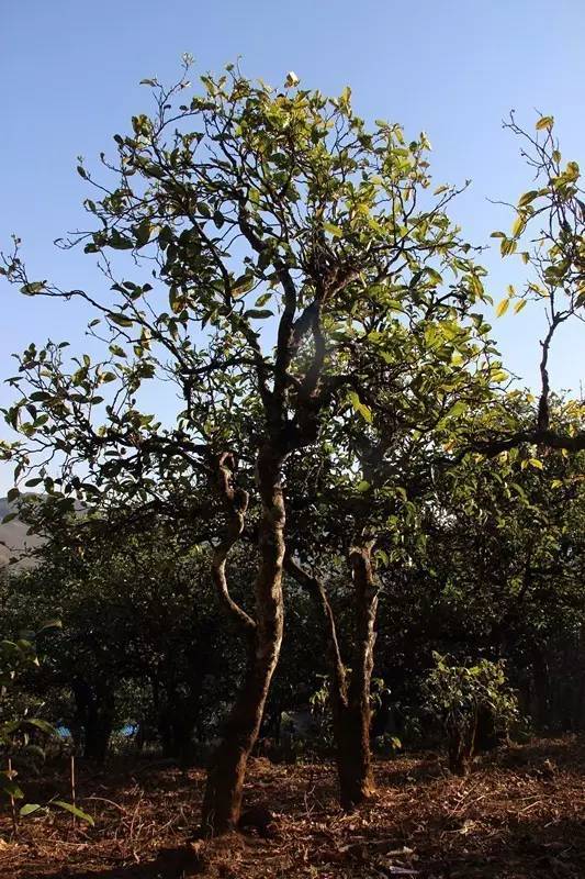 2023年小戶賽古樹春茶多少錢一公斤？