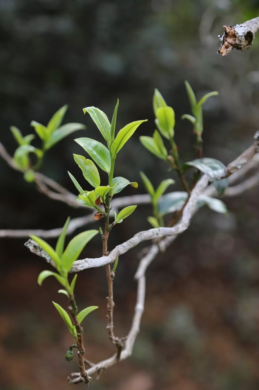 2023年昔歸古樹春茶特點是什么？