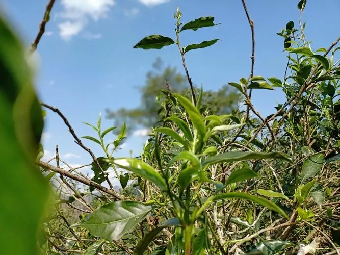 2023年昔歸古樹春茶價格是多少？