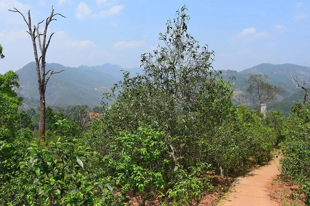 2023年邦東古樹(shù)春茶價(jià)格是多少？