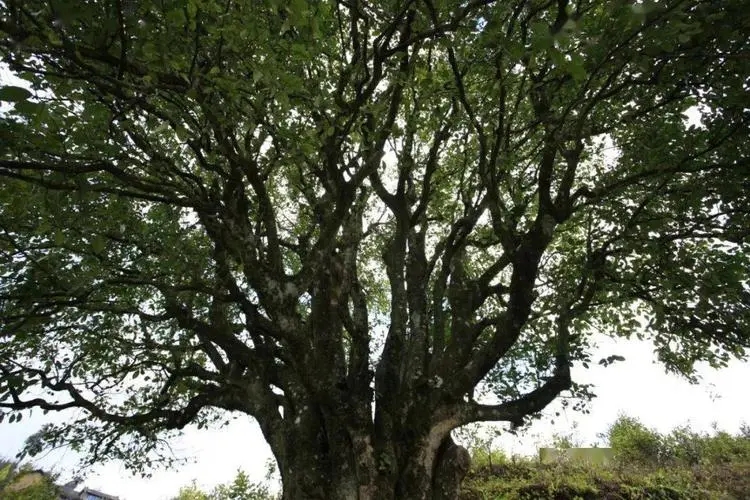 2023年香竹箐古樹(shù)春茶品質(zhì)怎么樣？