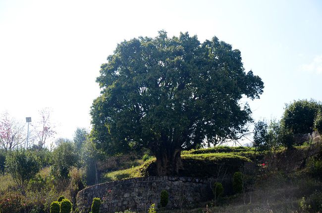 2023年香竹箐古樹春茶特點是什么？
