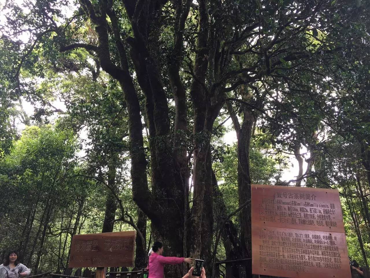 2023年大雪山古樹(shù)春茶品質(zhì)怎么樣？