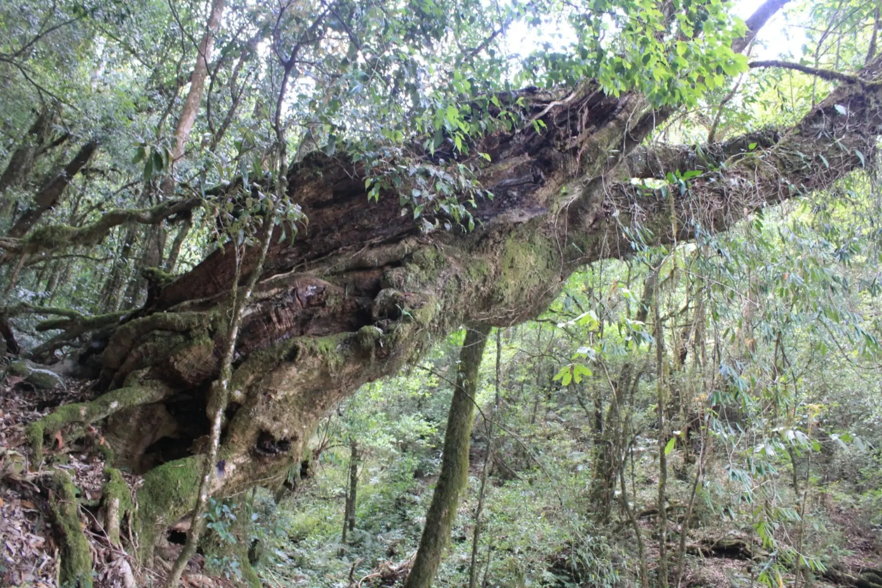 2023年大雪山古樹(shù)春茶口感怎么樣？