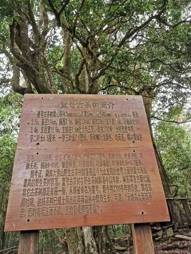 2023年大雪山古樹(shù)春茶特點(diǎn)是什么？