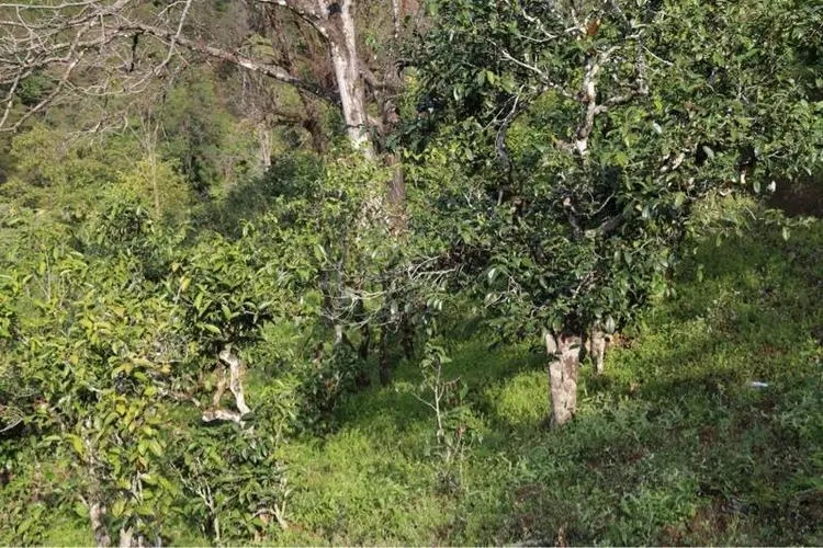 2023年大雪山古樹(shù)春茶價(jià)格是多少？