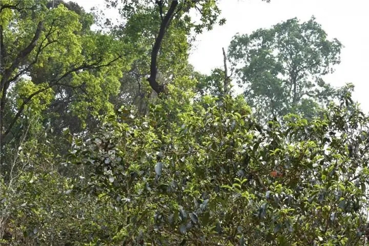 2023年大雪山古樹(shù)春茶多少錢一公斤？