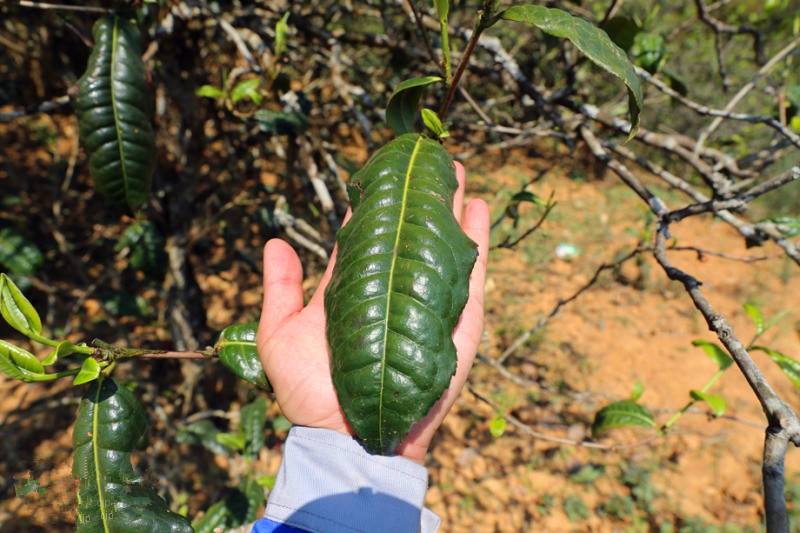 2023年忙肺古樹(shù)春茶品質(zhì)怎么樣？