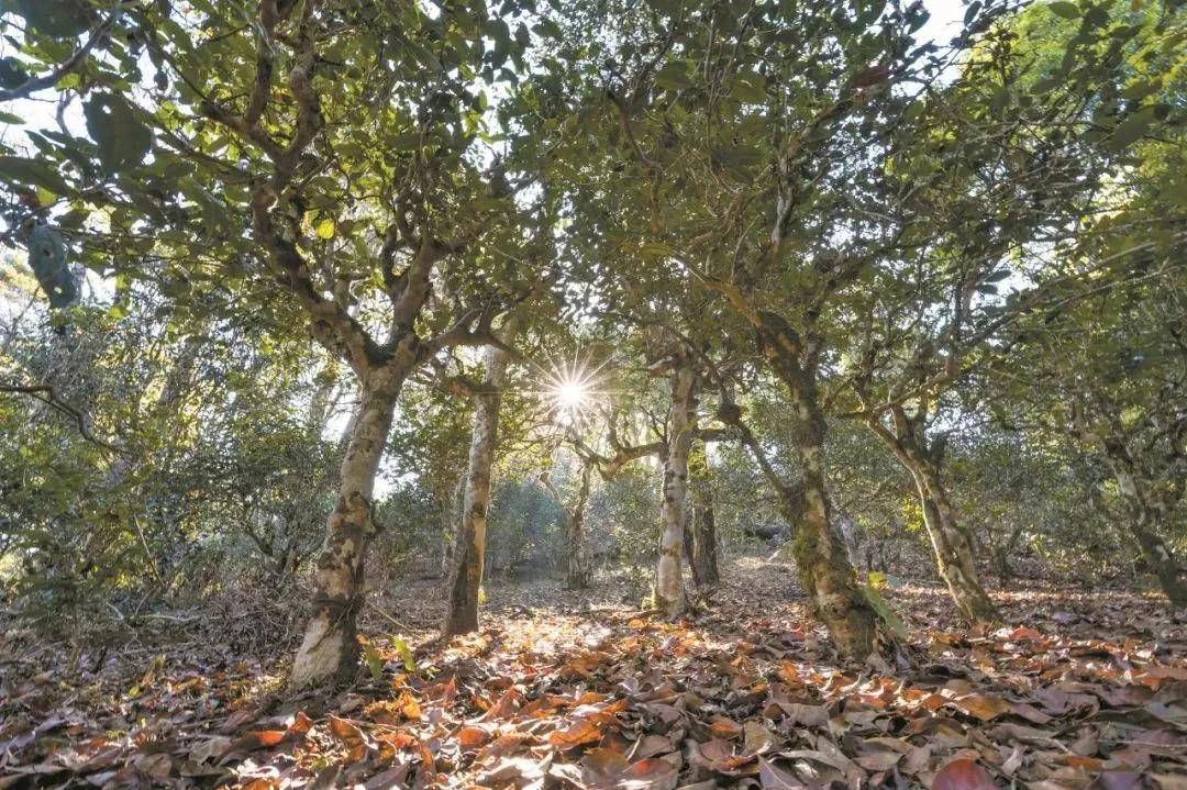 2023年忙肺古樹春茶特點(diǎn)是什么？