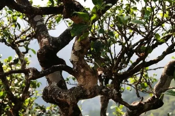 2023年忙肺古樹(shù)春茶價(jià)格是多少？