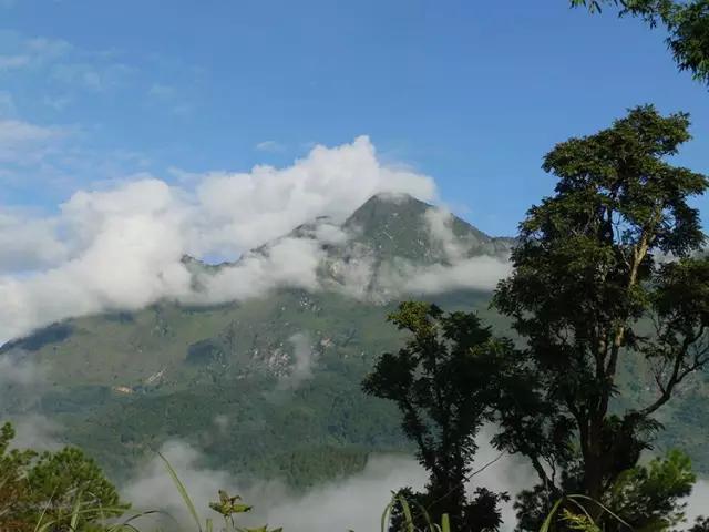 2023年忙肺古樹(shù)春茶多少一公斤？